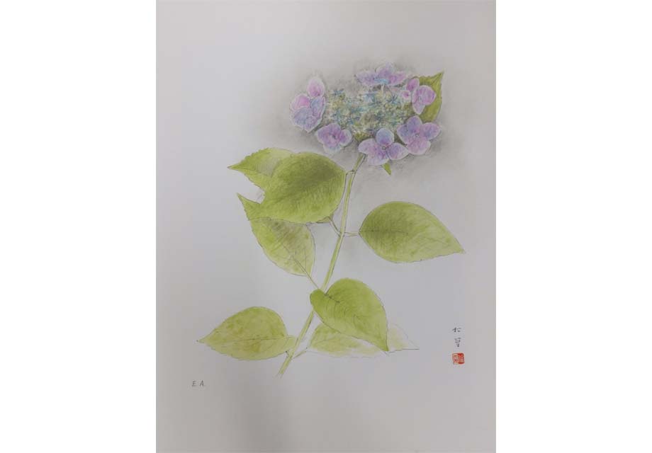 額紫陽花