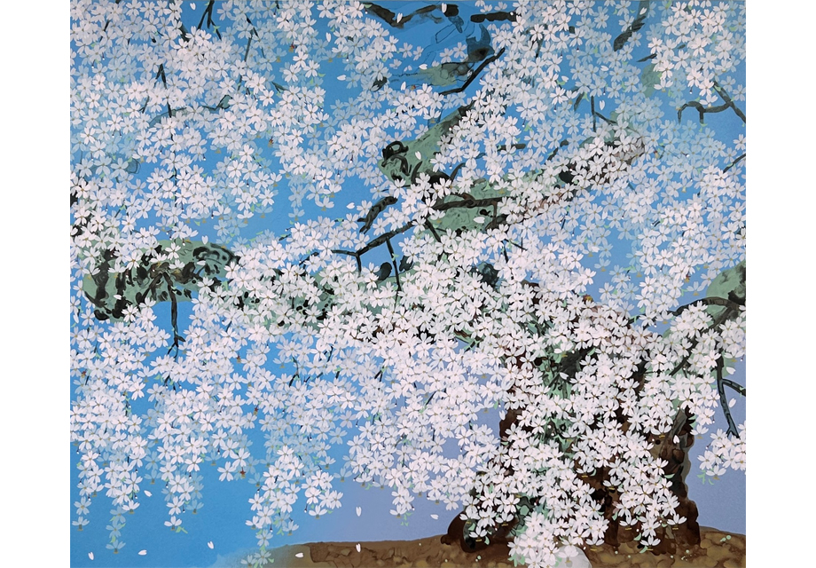 桜花清々