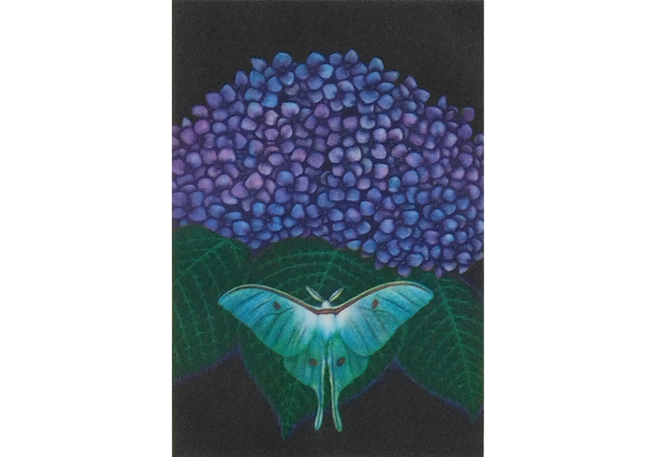 紫陽花