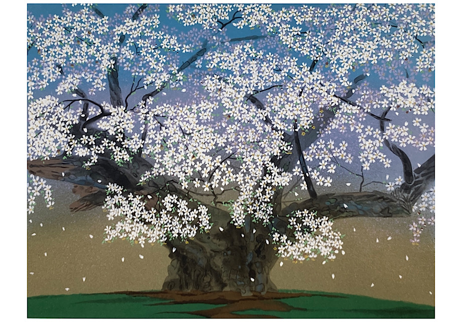 淡墨桜